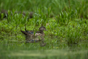 Wood duck female taken in southern MN in the wild