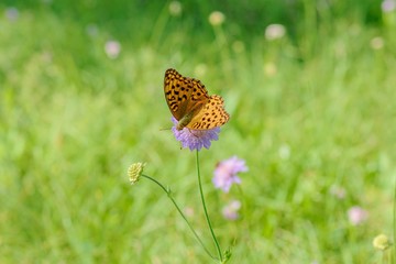 Silver-washed fritillary Argynnis paphia sitting on a flower	