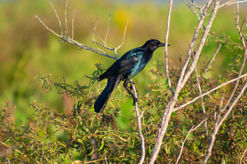 Fototapeta premium Crow