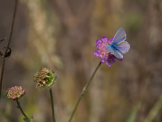 butterfly on a flower