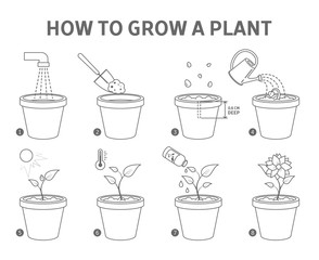 Growing a plant in the pot guide.