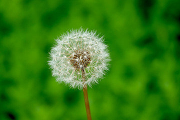 Dandelion Seed Head in Summer