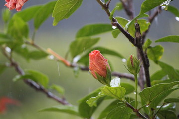 Sunsets, Mountains, Flowers, Rains, Greenery, Nature