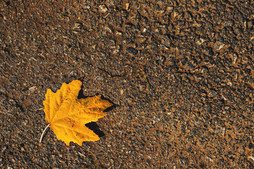 Yellow autumn leaf on a ground.