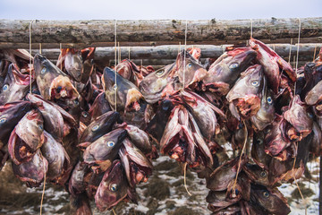 Cods at the drying racks