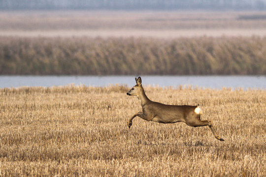 Fototapeta Female of roe deer is jumping on autumn landscape