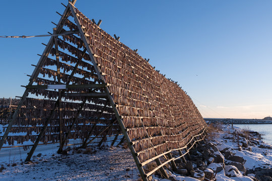 Cods at the drying racks