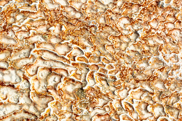 The surface of the limestone in the form of intricate patterns. The texture is made by flowing water for many years in Turkish Pamukalle. An interesting natural phenomenon.