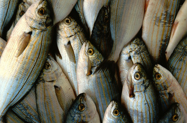 Fish fresh from the fishing boat at Ayvalik in Turkey
