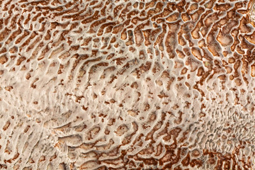 The surface of the limestone in the form of intricate patterns. The texture is made by flowing water for many years in Turkish Pamukalle. An interesting natural phenomenon.