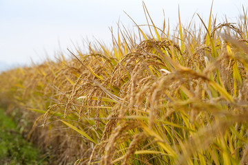 Rice Plant In The Morning 