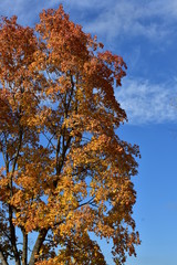 Autumn tree