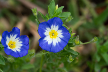 Dwarf Morning Glory Flowers in Bloom