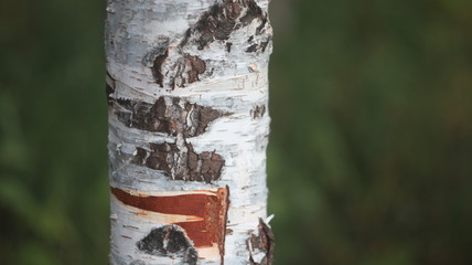 Birch