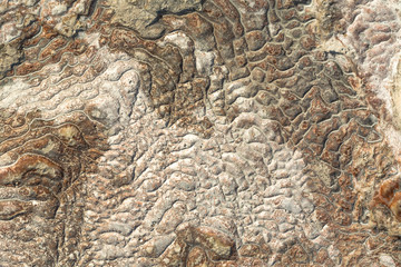 The surface of the limestone in the form of intricate patterns. The texture is made by flowing water for many years in Turkish Pamukalle. An interesting natural phenomenon.