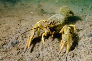 Crayfish on the muddy bottom of the lake.