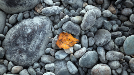 Red leaf on the stones