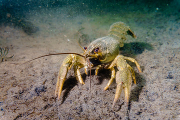 Crayfish on the muddy bottom of the lake.