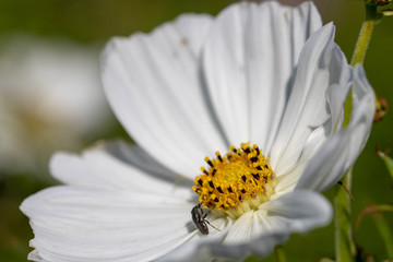 Fototapeta premium White cosmos flowers, Funabashi-city, Chiba prefecture, Japan