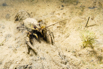 River cancer buried in the mud bottom of the lake.