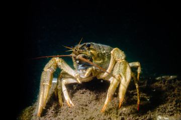 Crayfish on the muddy bottom of the lake.