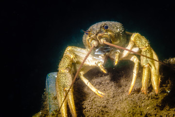 Crayfish on the muddy bottom of the lake.