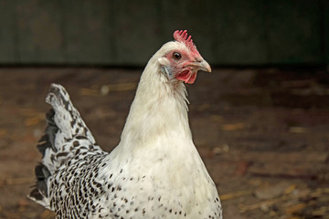 Ostfriesische Möwe