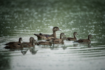 Wood duck female with ducklings taken in southern MN in the wild