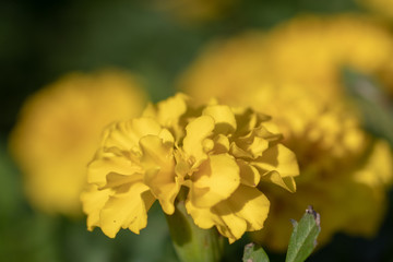 Yellow marigold, Funabashi-city, Chiba prefecture, Japan