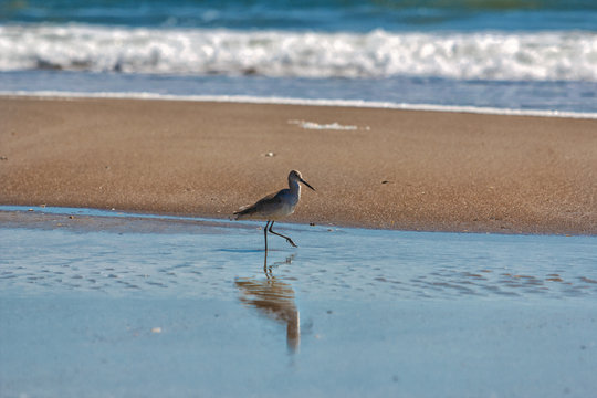 Dunlin bird on beach