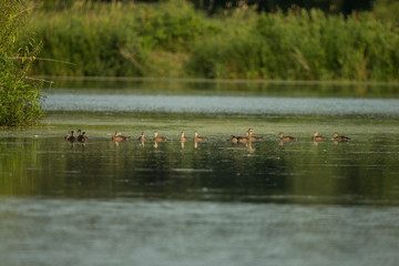 Wood Duck female and ducklings taken in southern MN