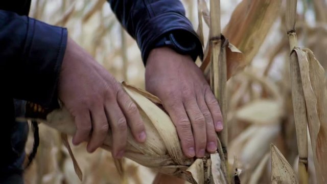 A field of ripe corn. Agronomist examining the ear of corn. Slow motion. HD