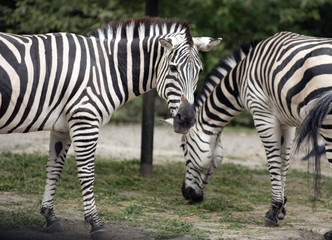 Fototapeta na wymiar Two zebras 