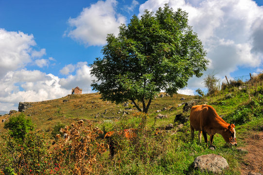 Cows on a background of St. George's Dome Church located above the Dashbashi canyon in Tsalka region, Georgia