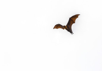Bats are flying
