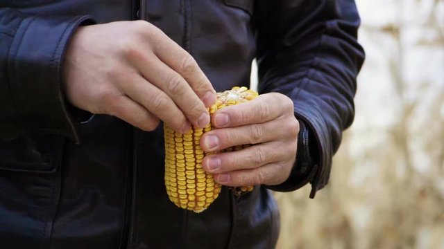 A field of ripe corn. Agronomist examining the ear of corn. Slow motion. HD