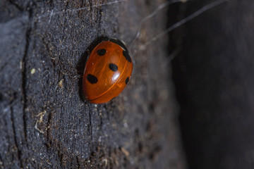 ladybug on a black background