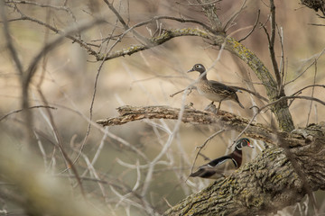 Wood Duck male and female in tree taken in southern MN in the wild