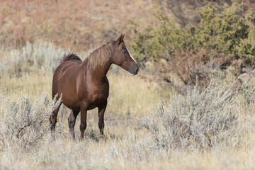 Wild Mustang at Theodore Roosevelt National Park in North Dakota, USA