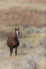 Wild Mustang at Theodore Roosevelt National Park in North Dakota, USA