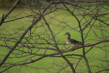 Wood Duck female in tree taken in southern MN in the wild