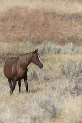 Wild Mustang at Theodore Roosevelt National Park in North Dakota, USA