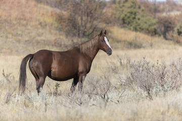 Wild Mustang at Theodore Roosevelt National Park in North Dakota, USA