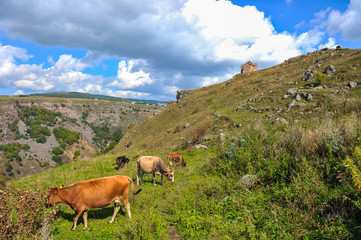 Fototapeta na wymiar Cows on a background of St. George's Dome Church located above the Dashbashi canyon in Tsalka region, Georgia