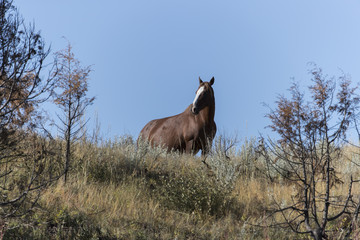 Wild Mustang at Theodore Roosevelt National Park in North Dakota, USA