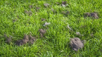 Shedded dog hair in grass