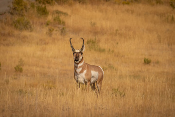 pronghorn buck in autumn grass