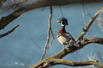 Wood Duck male in tree taken in southern MN in the wild