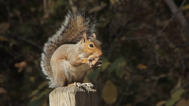 Grey Squirrel Eating Hickory Nut Sitting on Fence Post With Leafy Background