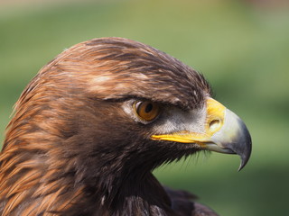 Steinadler